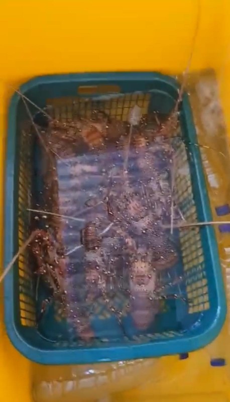 Live Australian Spiney Rock Lobster from Indonesia